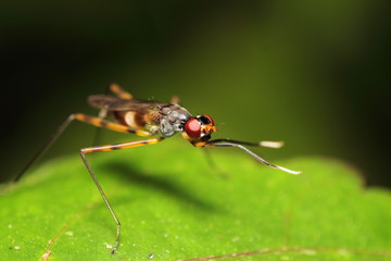 Small Insect and bug