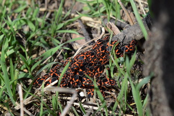 red bugs