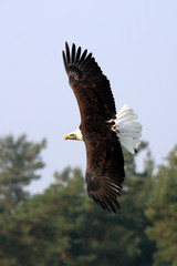 Sea eagle