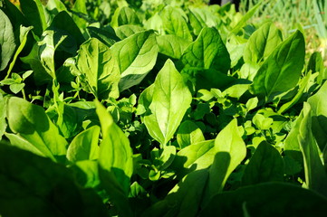 ホウレン草畑./無農薬のホウレン草畑です.