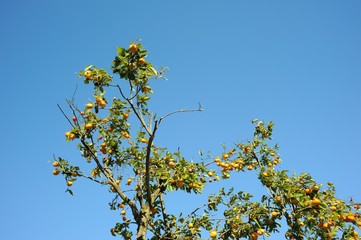 柿の木./青空にそびえる柿の木です.
