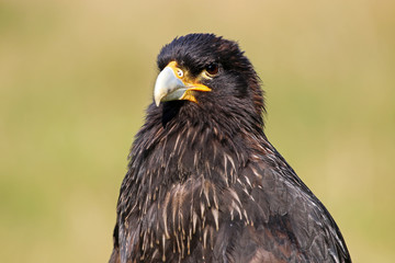 Striated caracara