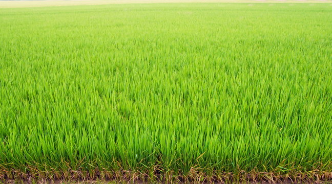 paddy field,rice field , Green texture Background
