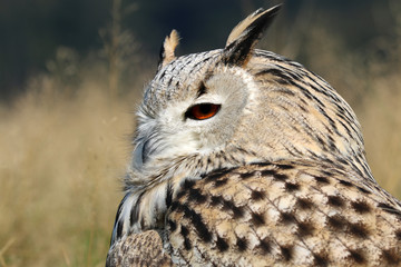 Bubo Bubo Sibiricus