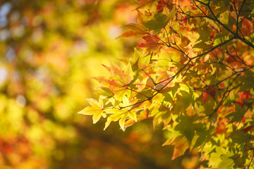 Obraz premium 紅葉 Maple Ginkgo tree Autumn