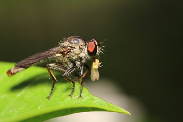 Small Insect and bug