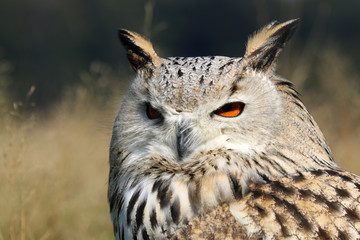 Bubo Bubo Sibiricus