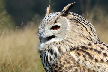Bubo Bubo Sibiricus