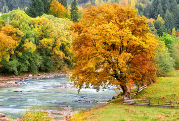 Reddened autumn tree background of green forest