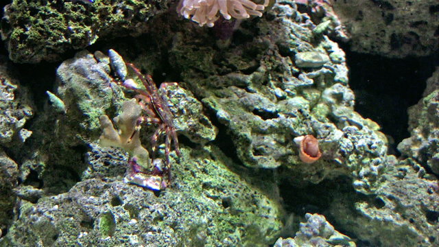 crab underwater on coral HD