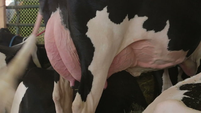 Holstein cows full udder waiting to be milked farm HD 9594