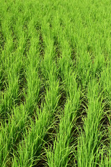 Green rice fields in Thailand.
