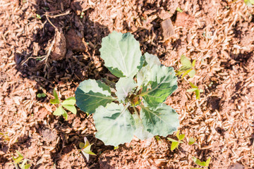 Green Plant in the Vegetable garden 