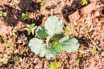 Green Plant in the Vegetable garden 