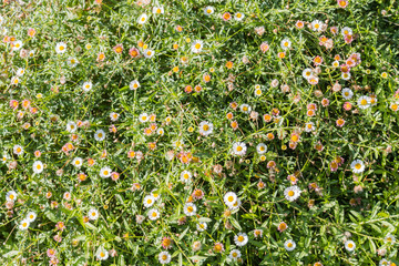 Colorful small flowers  background in the spring