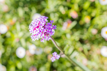 Beautiful  Flower growing in The Garden