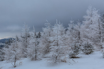 forest in winter
