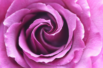 Close up of Purple Rose