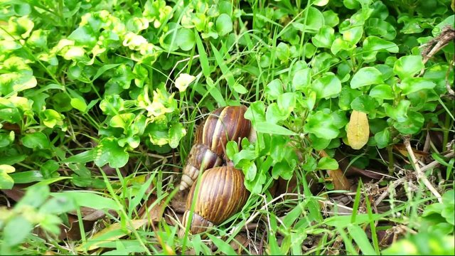 Giant African land snails hybridize in the garden