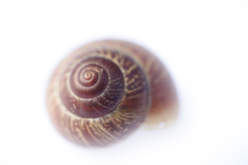 The snail shell isolated on white background