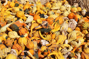 Bright gourds and squashes