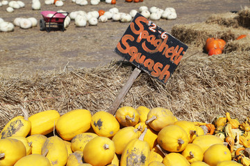 Bright gourds and squashes