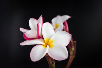 Naklejka premium Beautiful fresh charming isolated blossom flowers frangipani (plumeria) on black background
