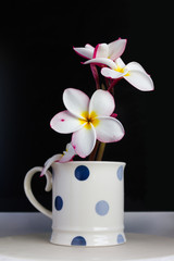 Beautiful fresh charming isolated blossom flowers frangipani (plumeria) in lovely cup with black background