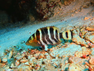 Coral fish, Island Bali
