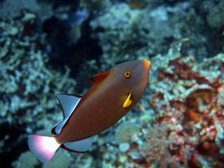 Fototapeta na wymiar Coral fish, Island Bali