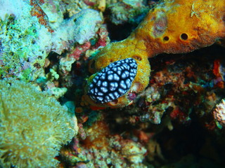 True sea slug, Island Bali
