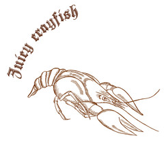 vector pencil hand drawn illustration of crayfish with label 