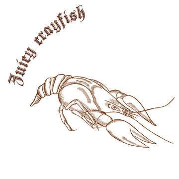 vector pencil hand drawn illustration of crayfish with label "juicy crayfish"