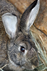 gray rabbit with long ears looking right