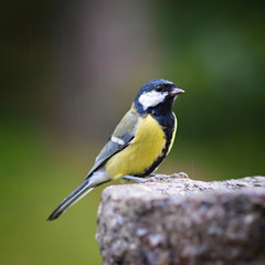 Bird feeding sunflower seeds from the feeder. Parus major