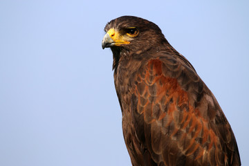 Striated caracara