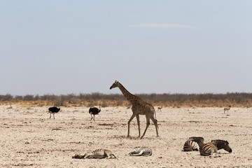 Fototapeta na wymiar Giraffa camelopardalis