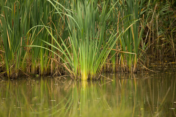 reeds at the pond