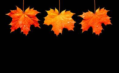 Autumn frame. Autumn maple leaves isolated on black background.