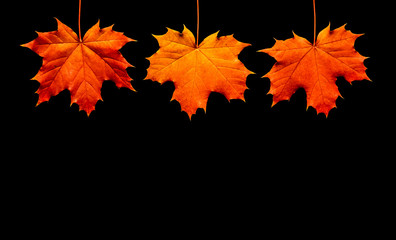 Fall frame. Autumn maple leaves isolated on black background.