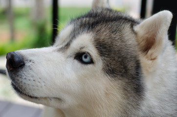 Close up on blue eyes of siberian dog