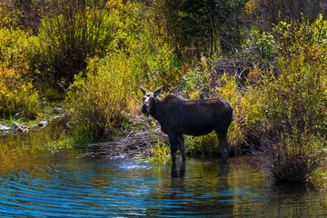 Female Moose in the Conundrum Creek Colorado
