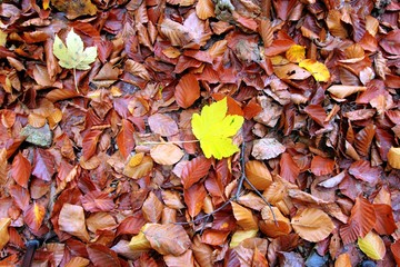 Brown leaves on the ground in autumn. Only one yellow leaf.