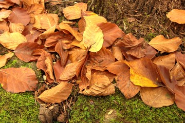 Brown leaves on the ground in autumn. 