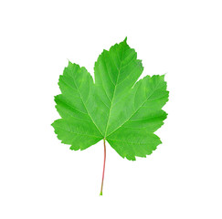 Beautiful green leaf isolated on white