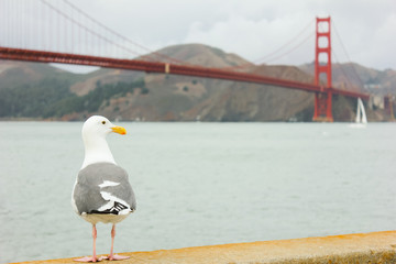 Seagull standing with Golden Gate bridge in background.