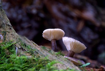 Champignons