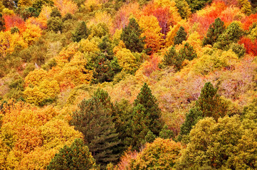 Background of yellow and orange trees in autumn in a forest, aerial view