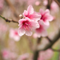 Fototapeta na wymiar Peach Blossoms Pink 2