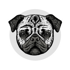 Graphically cute pug dog 